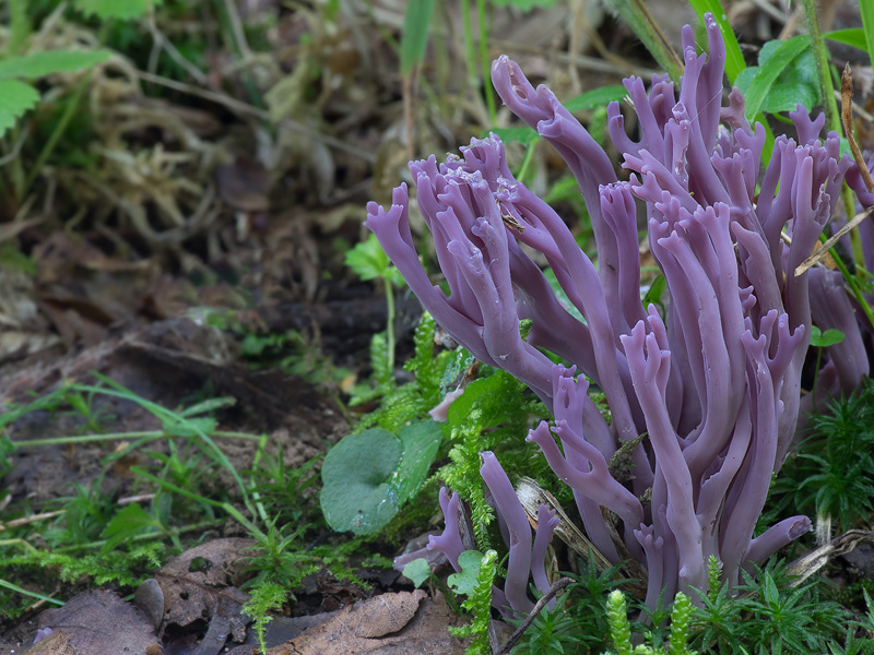 Clavaria zollingeri